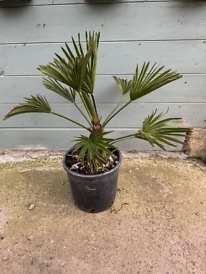 Trachycarpus Wagnerianus Palm Tree Plant  3 Litre • £35