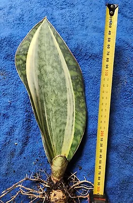 Sansevieria Masoniana  WHITE Variegation- Whale Fin. • $120