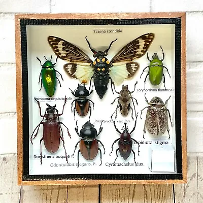 £50 • Buy Insect Display Box Tarantula Spider Scorpion Beetle Bug Taxidermy Wood Case SS