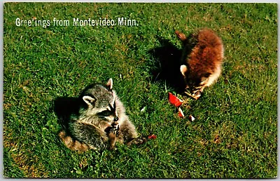 Greetings From Montevideo Racoons Minnesota  - Postcard • $4.98