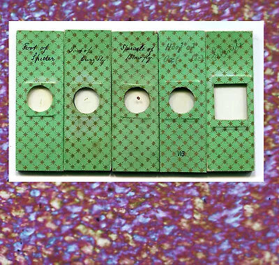 5 Ca. 1860 Microscope Slides Gold Stars On Green Paper • $9.95