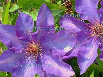 £19.99 • Buy Clematis The President Hardy Perennial Plant - Garden Climber Plant 