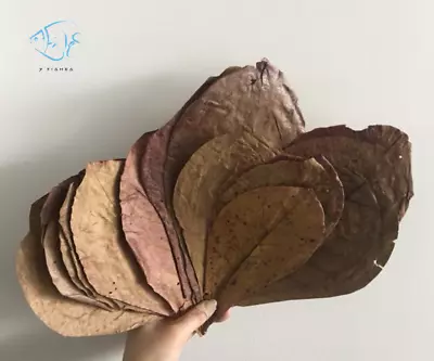 Indian Almond Leaves • $9.50