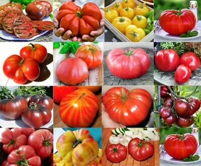 Tomato Plug Plants - Choose From 21 Varieties -End Of April • £2.49