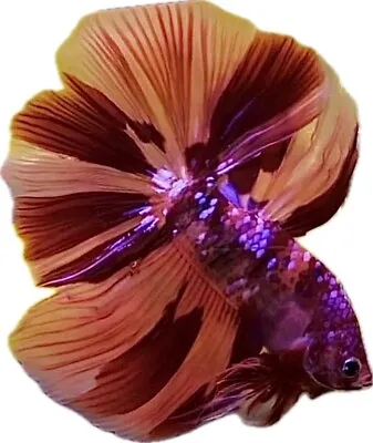 Stunning Half Moon Male Nemo Betta Splend Beautiful Fish • £40