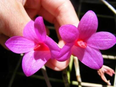 $40 • Buy Orchid Species-Dendrobium Sulawesiense-Borneo