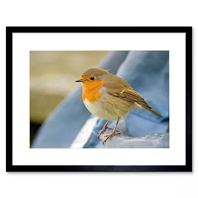 Photo Nature Robin Bird Red Breast Framed Print 12x16 Inch • £11.99