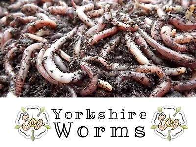 100g Dendrobaena Garden Earthworms. Live Bait Fishing & Garden Soil Improvement • £7.50