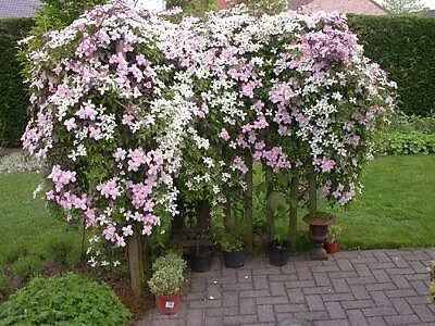 £2.45 • Buy Clematis Montana Flower Seeds Two Colours To Choose