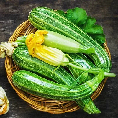 ZUCCHINI COCOZELLE 10 Seeds  GARDEN GROW Vegetables SALAD Zacchini • $3.99