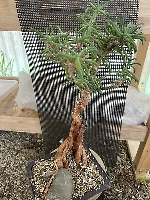 MESTOKLEMA Tuberosum Live Succulent Plant Caudex Bonsai Tree Mesembryanthemum • $26