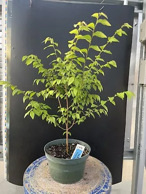 Chinese Elm Live Tree.  For Bonsai Or Landscape Planting • $30