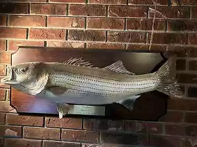 Large Striped Bass Taxidermy Mount  • $125
