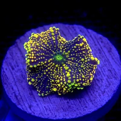 Orange And Yellow Pimple Yuma Mushroom Coral WYSIWYG IC 3260 - Indigo Corals • $30