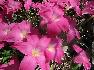 Rain Lily Zephyranthes Labufarosea Heart Throb 3 Bulbs NEW Habranthus • $18