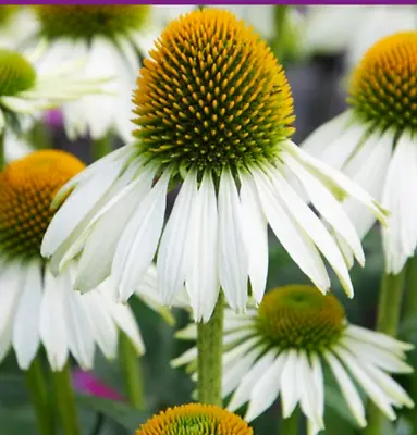 Echinacea Purpurea White Coneflower Plant Perennial 2 X 9cm Plant Now Striking • £8.99