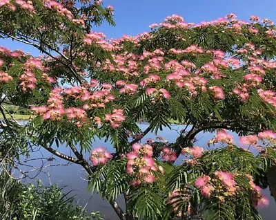 Mimosa Tree Seeds (Albizia Julibrissin) Persian Pink Silk Flower Plant 30 Count • $10