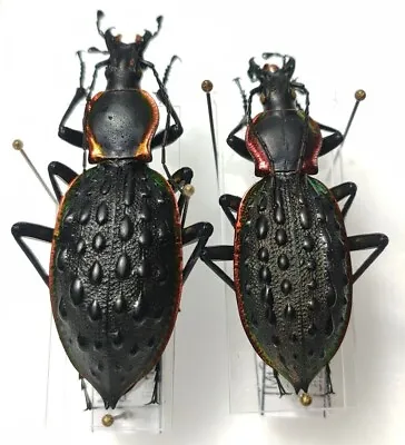 Pair Of Carabus Copptolabrus Ignimetallus Divus China Mount Wugong • $19.24