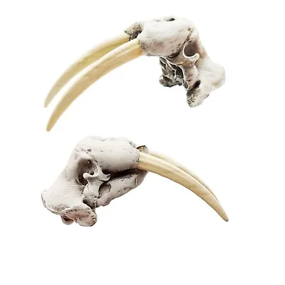 Walrus Skull Replica 1:12 Scale AnimalArtisan Dollhouse Miniatures (bone) • $25