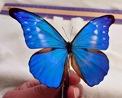 Hybrid Morpho Rhetenor Cacica X Morpho Helena From Peru  Mounted Riker Framed • $99.99