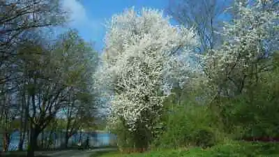 £13.98 • Buy Cherry Plum Tree - Prunus Cerasifera 🌸 Approx 3ft - 60/80cm 🇬🇧 UK Grown