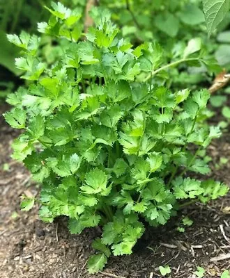 LEAF CELERY Amsterdam 500+ Seeds HEIRLOOM • $3