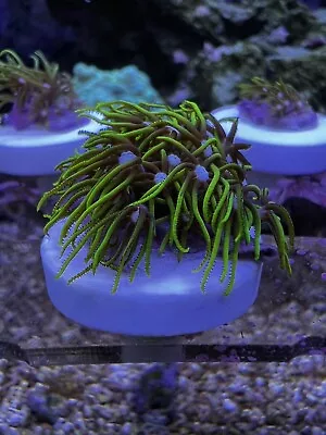 Live Green Star Polyp Coral Frag 1  Free Priority Shipping!  -Jake’s Corals • $35