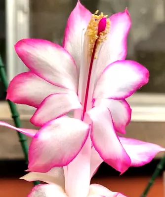 1x Madam Butterfly Pink Zygo Cactus Schlumbergera Cutting • $5.80