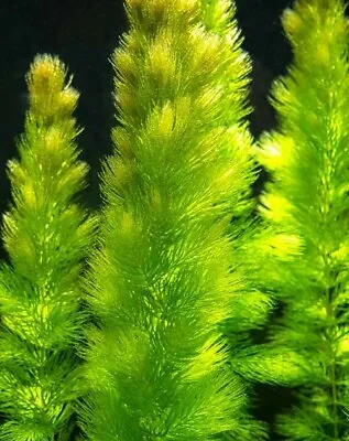 £5.99 • Buy 5 X Hornwort Live Aquarium Aquatic Oxygenating Plants Fish Tank Shrimp Safe