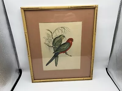 Vintage J Gould Bird Parakeet Print Bamboo Stye Frame 14.5x12.5” Framed • $21.50