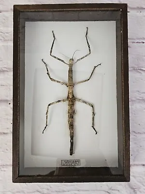 Insect Taxidermy Cyphocrania Westwoodi Maleysia Showcase Gigant Insect Vintage  • $49.76