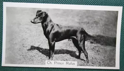 MANCHESTER TERRIER  Show Champion  Vintage 1939 Photo Card  BD26 • £6.99