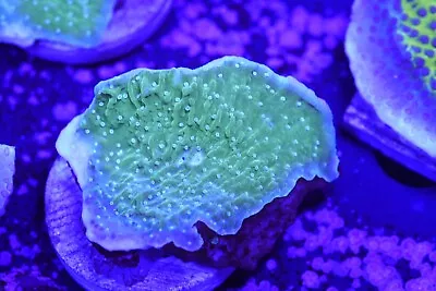 Green  Plate Montipora Large Monti SPS Coral Marine Reef Tank Salt Water • £14.99