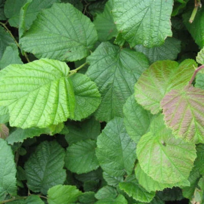 £17.99 • Buy Corylus Avellana 'Hazel' Bare Root Hedge Green Hedging Tree Plants
