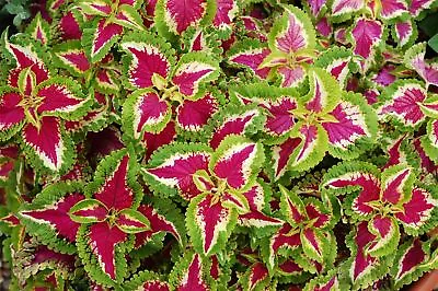 Flower - Coleus - Kong Rose - 10 Pelleted Seeds • £2.78