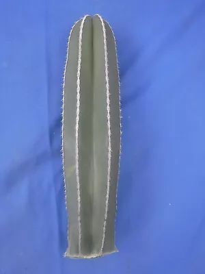 Mexican Fence Post Cactus Pachycereus Marginatus CUTTING 12  Long EZ 2 Root D2 • $16.99