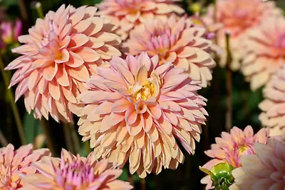 50 WATERCOLOR MIX DAHLIA Variabilis Double Bloom Mixed Colors Flower Seeds • $3