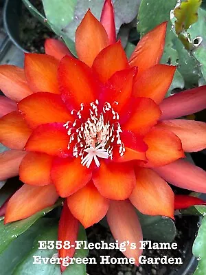 Rooted Epiphyllum Orchid Cactus “Flechsig’s Flame” Growing In 4” Starter Pot. • $25