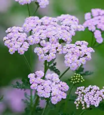 Hardy Achillea Multi Variety 9cm 1ltr And 2ltr Perennial Plants • £6.20