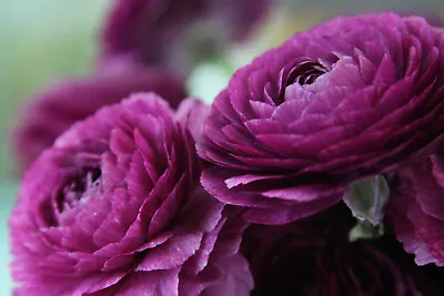 20x Ranunculus Asiaticus PURPLE Summer Flowering Bulbs Rare Garden Plant Corms • £5.99