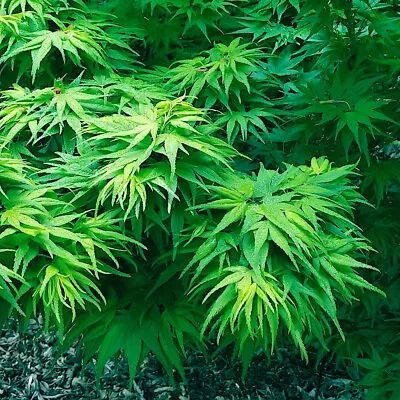 $9.95 • Buy 10  DWARF  Japanese Maple Tree Seeds (Mikawa Yatsubusa) UNIQUE Hemp Herb Bonsai 