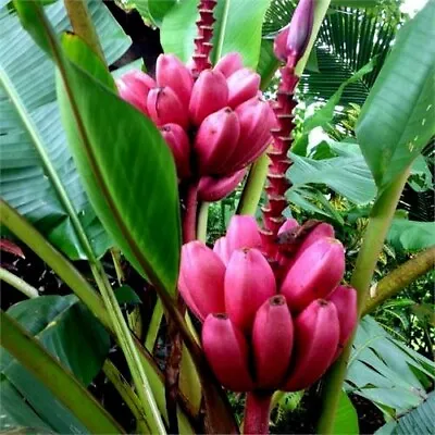 10 Pink Dwarf Banana Tree Fruit Plant Seeds (Musa Velu.) Rare Fast Hardy-Zone 7b • $7.95
