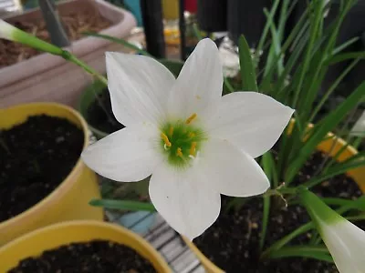 Rain Lily Zephyranthes Waan Hom Dam 1 Bulb NEW Habranthus • $18