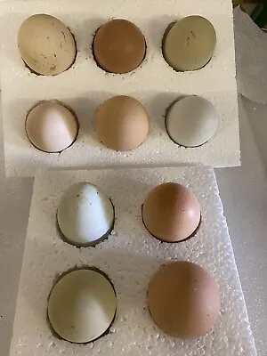 £8.25 • Buy 6X ❇️Fertile Hatching Chicken Eggs Mixed Breeds Maran Cream Legbar Olive Egger
