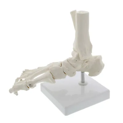 MonMed Life Size Foot And Ankle Model Anatomical Foot Model Skeleton Bones Model • $24.49