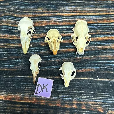 5 Lot Skulls Animal Chicken Gopher Mink Muskrat Odd Mount Craft Unique Art Head • $55