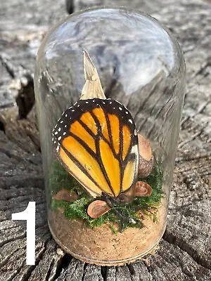 Monarch Butterfly Wing Cloche Display Insect Taxidermy Cottage Core Fairy Core  • $25