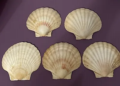 5 Pc Sea Shells - White Scallop Shells For Crafts  Baking  Cooking  4-1/2 - 5  • $10.99