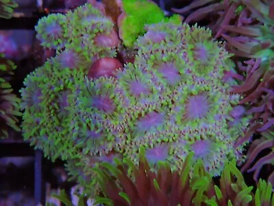 Duncan Coral Colony Marine Aquarium LPs Hard Coral • £80