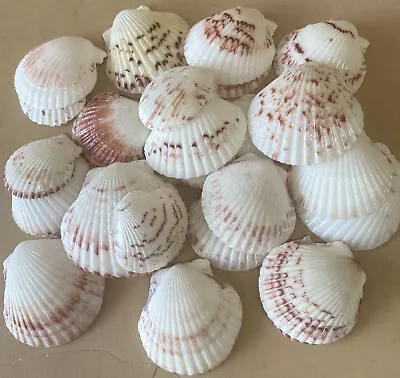 25 White/Pink 1” Scallop Seashells Hand Picked Washed Jewelry Crafts Shell Art • $11.95